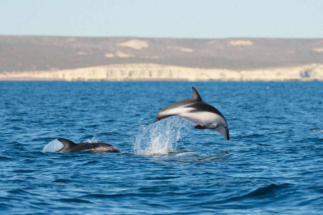 Delfín oscuro saltando frente a los acantilados del Golfo Nuevo