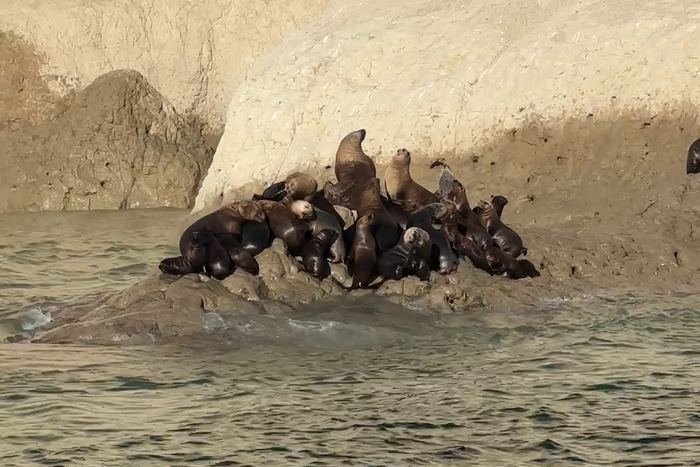 Grupo de lobos marinos descansando en una roca al pie del acantilado