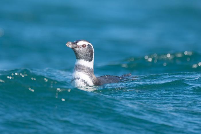 Pingüino de Magallanes nadando